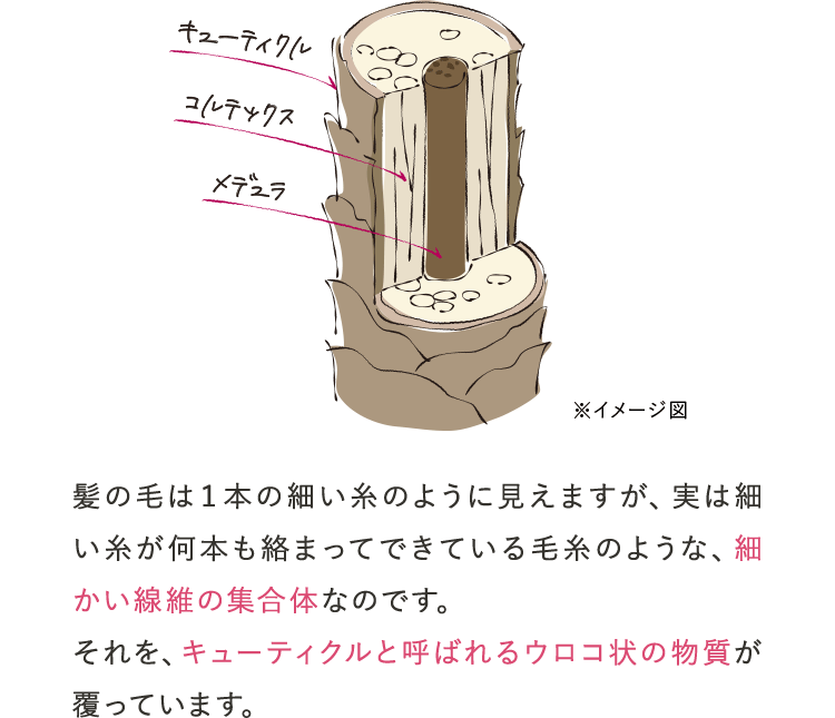 髪の毛は１本の細い糸のように見えますが、実は細い糸が何本も絡まってできている毛糸のような、細かい線維の集合体なのです。それを、キューティクルと呼ばれるウロコ状の物質が覆っています。
