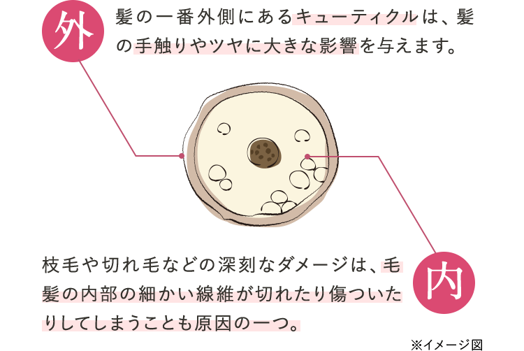 髪の一番外側にあるキューティクルは、髪の手触りやツヤに大きな影響を与えます。枝毛や切れ毛などの深刻なダメージは、毛髪の内部の細かい線維が切れたり傷ついたりしてしまうことも原因の一つ。