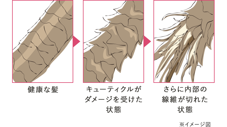 健康な髪 キューティクルがダメージを受けた状態 さらに内部の線維が切れた状態 ※イメージ図