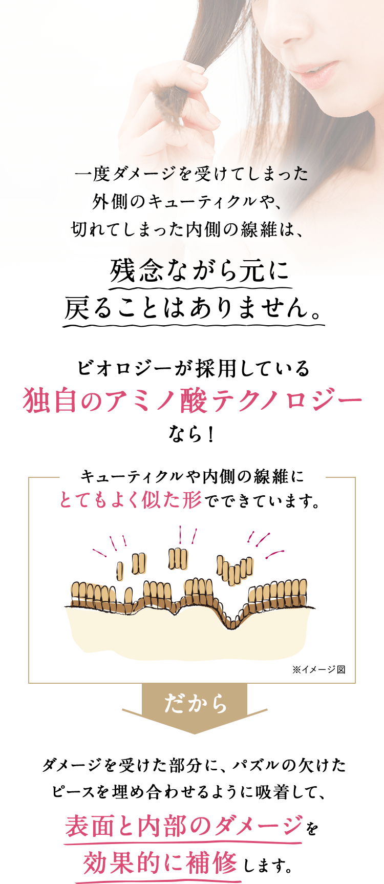 一度ダメージを受けてしまった外側のキューティクルや、切れてしまった内側の線維は、残念ながら元に戻ることはありません。ビオロジーが採用している独自のアミノ酸テクノロジーなら！キューティクルや内側の線維にとてもよく似た形でできています。だからダメージを受けた部分に、パズルの欠けたピースを埋め合わせるように吸着して、表面と内部のダメージを効果的に補修します。
